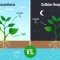 Why Do Plants Need Water?