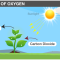 Does Water Provide Plants with Oxygen?