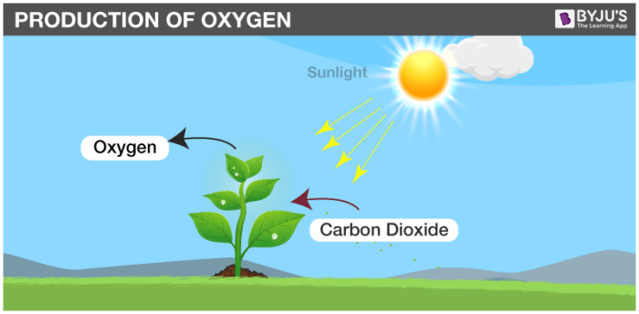 Does water provide plants with oxygen