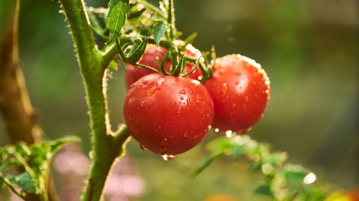 How often to water tomato plants in pots