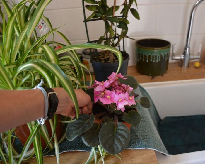 How to water plants when you are away