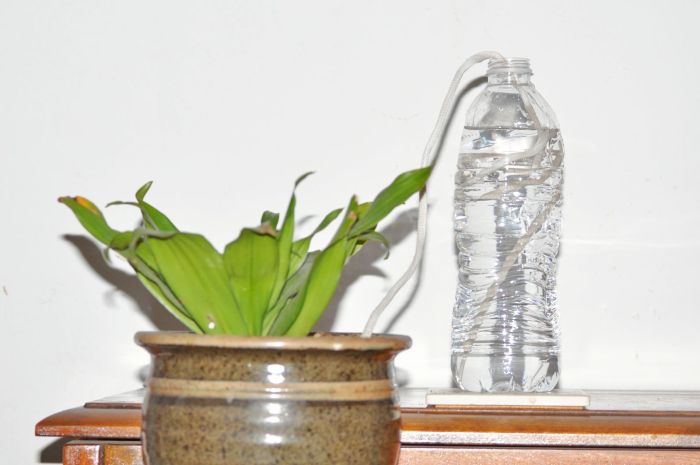 How to water plants while on vacation