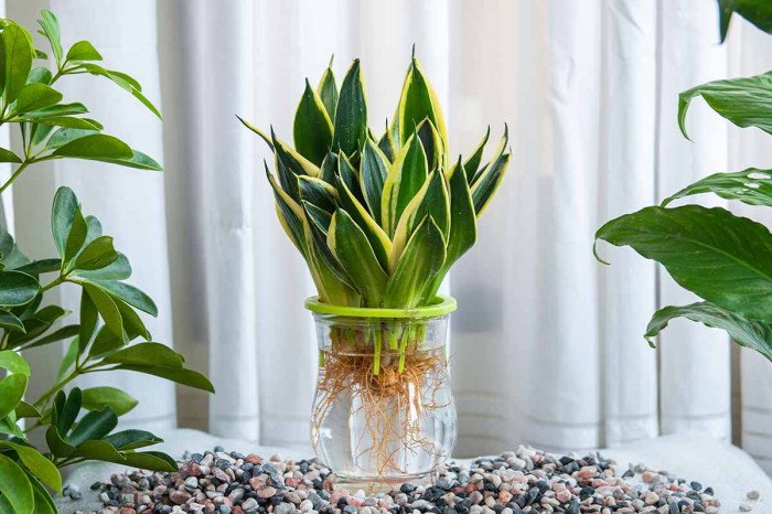 How to water a snake plant