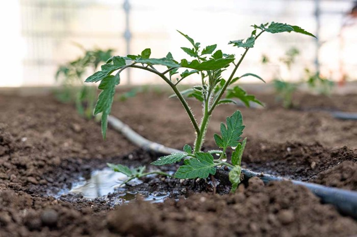 How often to water tomato plants