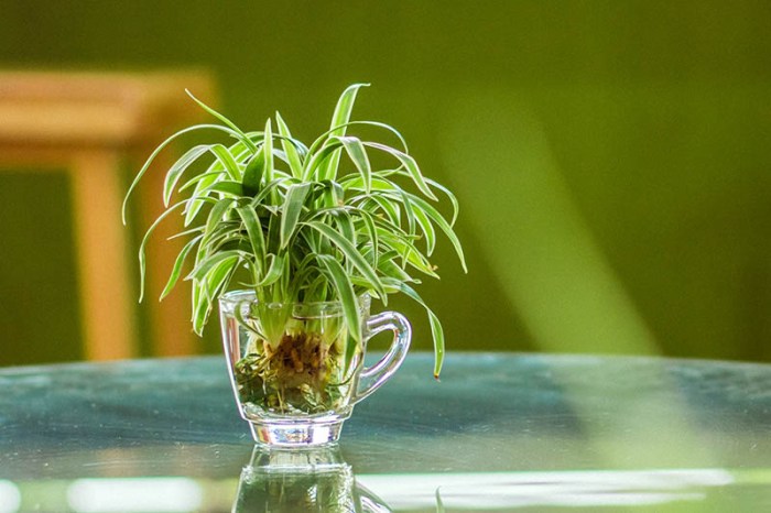 Can spider plants live in water