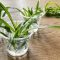 How Often Do You Water a Spider Plant?