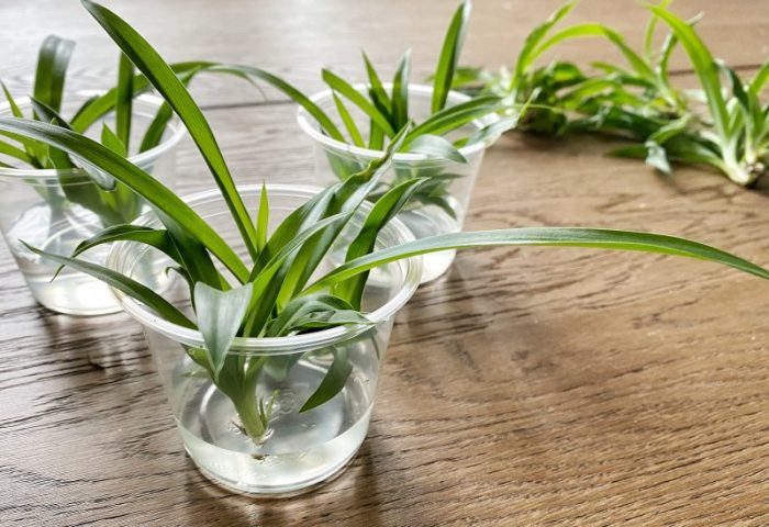 How often do you water a spider plant