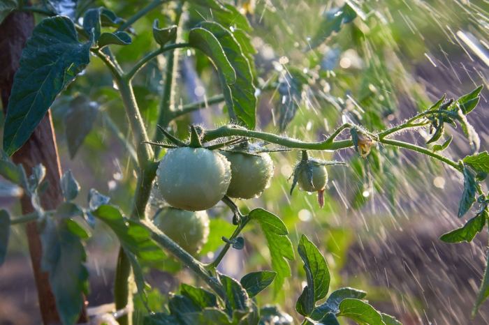 How often should i water tomato plants