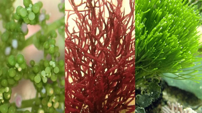 Planted sea marine aquarium underwater saltwater deep flowers ocean under undersea fish colorful purple blue tanks coral algae reefs aquariums