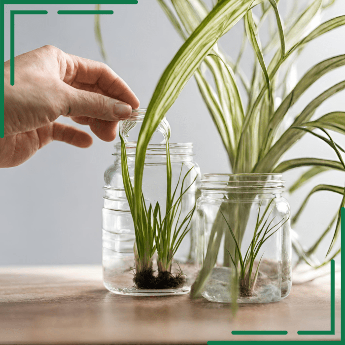 Can spider plants live in water