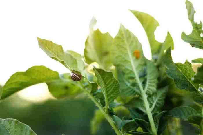 Does soapy water kill plants