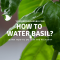 How Often to Water Basil Plant