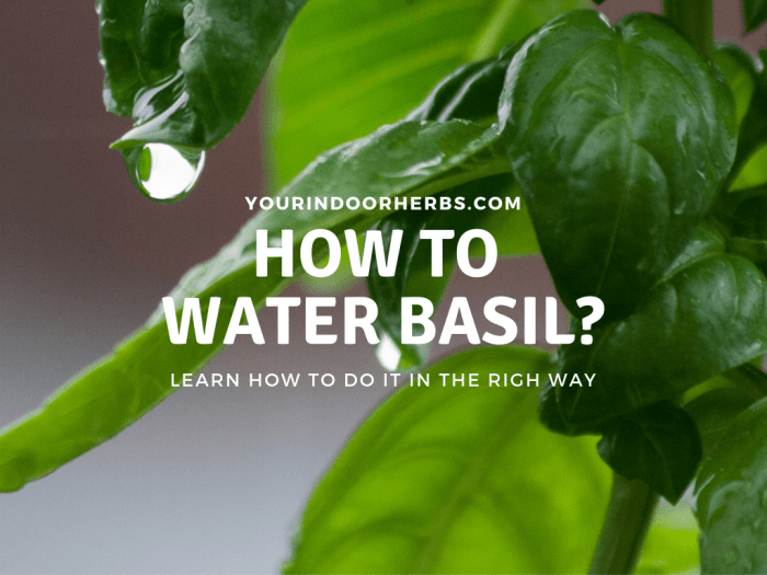 How often to water basil plant