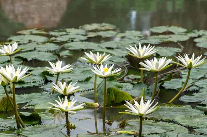 What other plants live in fresh water