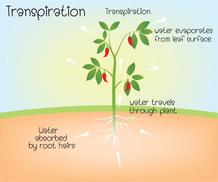 How does water help plants grow