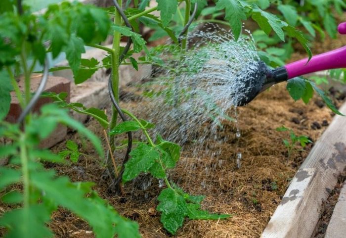 How much water for tomatoe plant