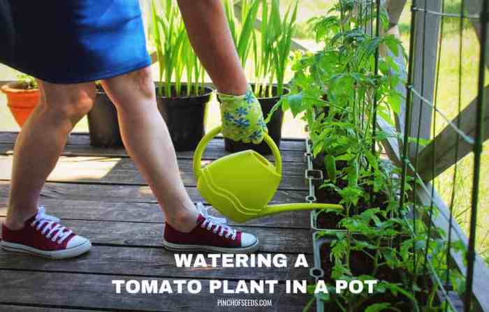 How do you water tomato plants