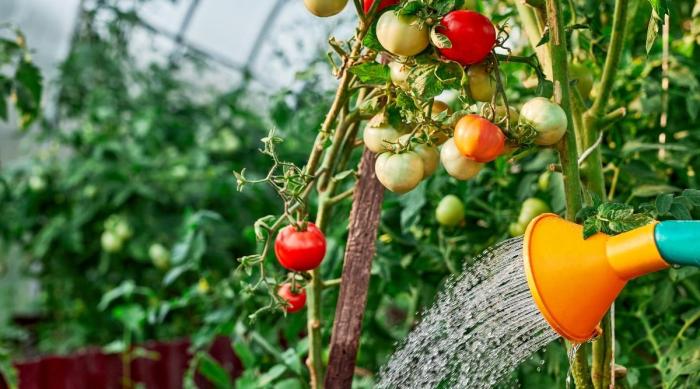 How do you water tomato plants