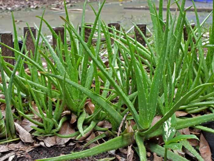 How often do i water my aloe plant