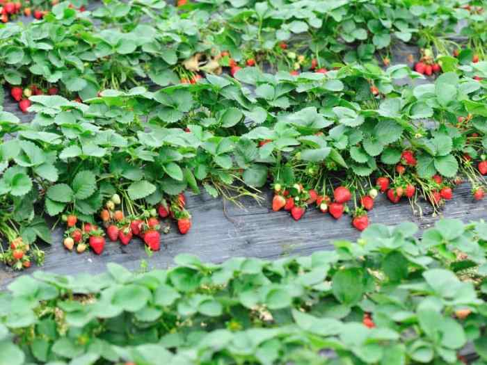 How often do you water strawberry plants