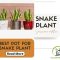 How to Propagate Snake Plant in Water