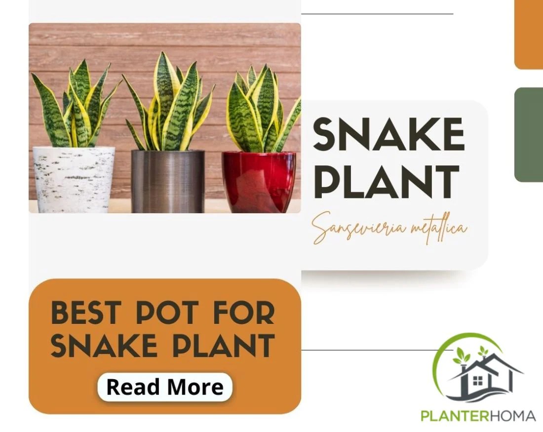 How to propagate snake plant in water