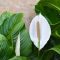 How Often to Water Peace Lily Plant