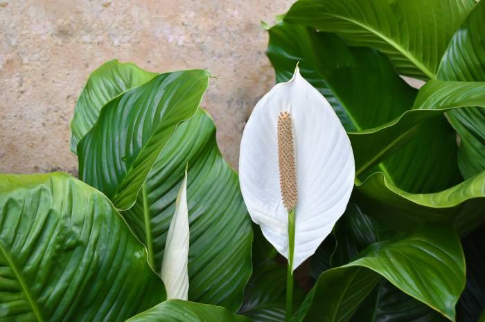 How often to water peace lily plant