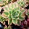 How Much Water Do Succulent Plants Need?