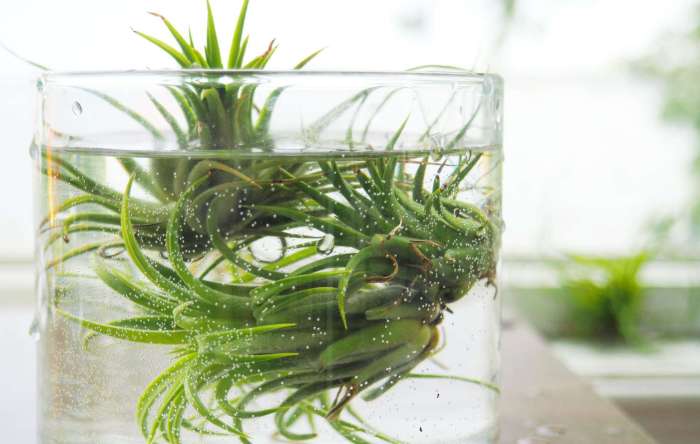 How do you water air plants