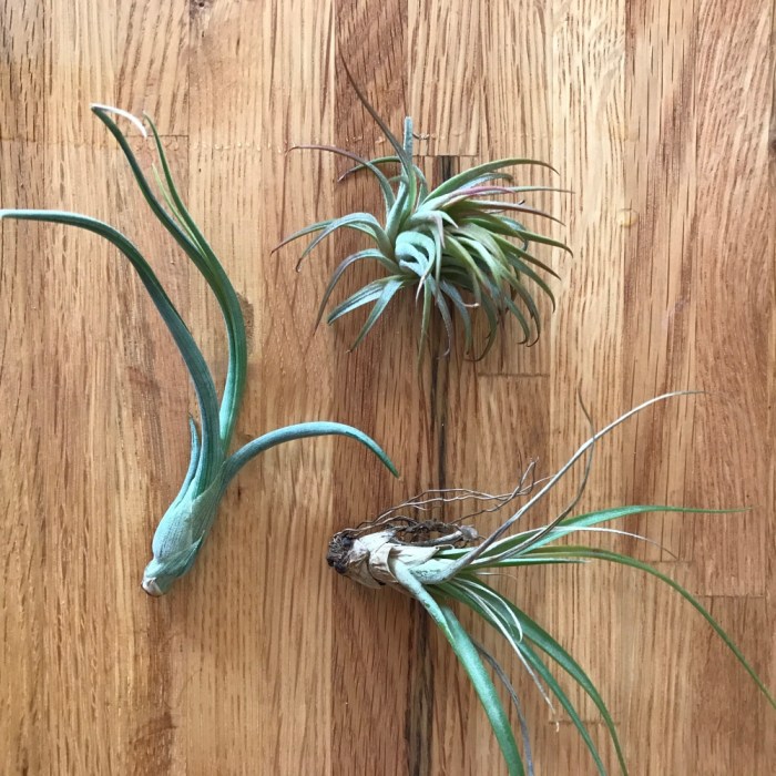 How do you water air plants