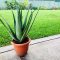 How Often to Water an Aloe Vera Plant