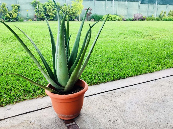 How often to water an aloe vera plant