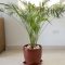 How Much Water Does a Bamboo Plant Need?