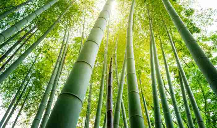 How much water does a bamboo plant need