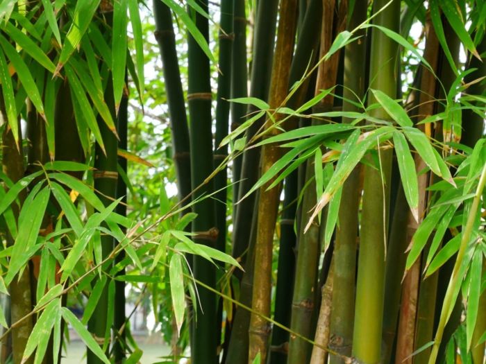 How much water should a bamboo plant have