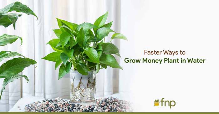 How do you water a money plant