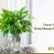 How Often to Water Money Plant