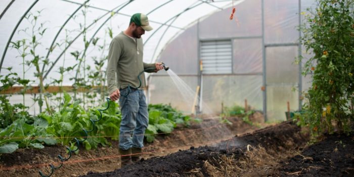 When is the best time to water plants