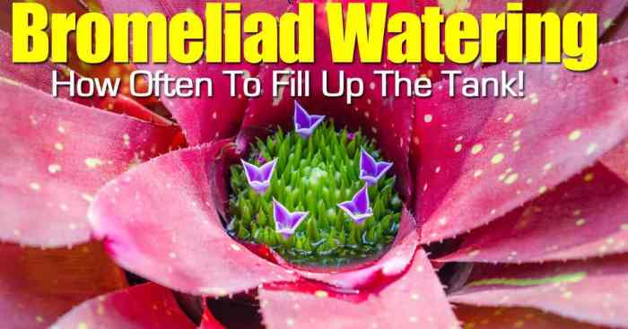 How to water a bromeliad plant