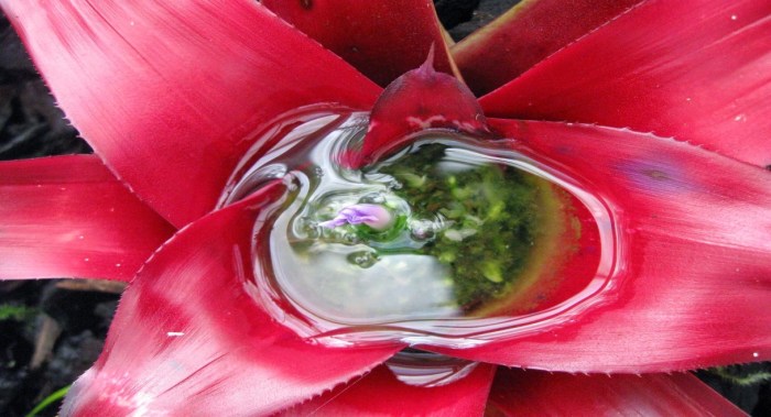 How to water a bromeliad plant