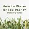 How to Water a Snake Plant