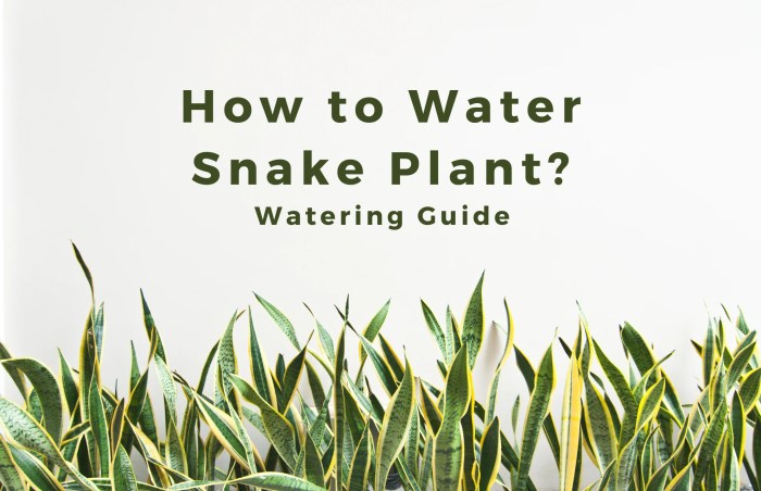 How to water a snake plant