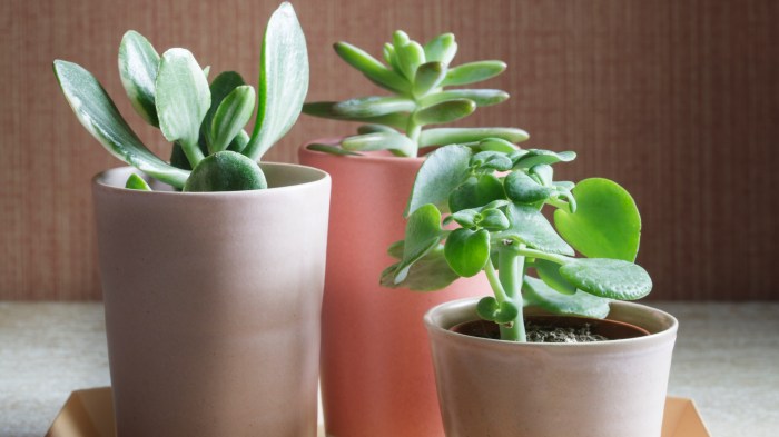 How often to water succulent plants