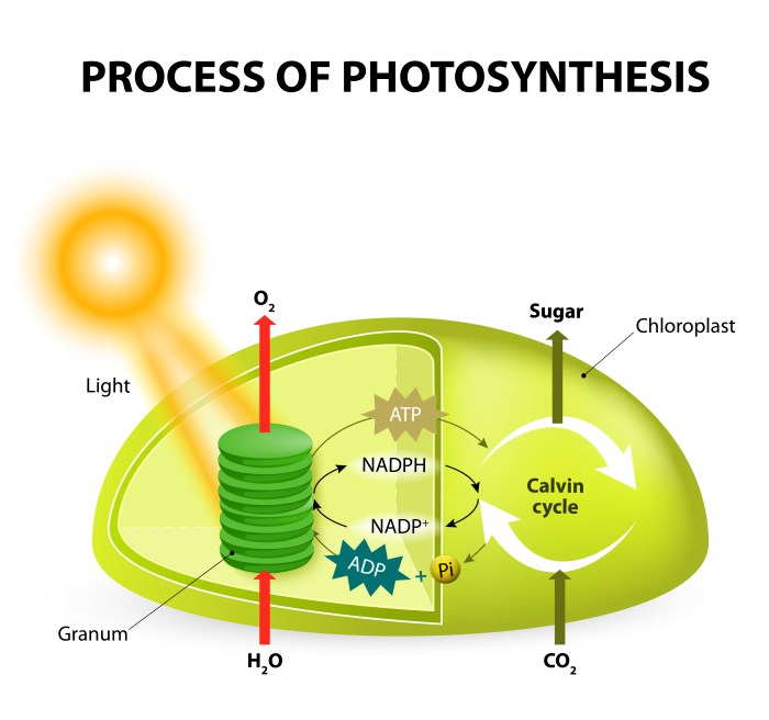 Do plants need water for photosynthesis