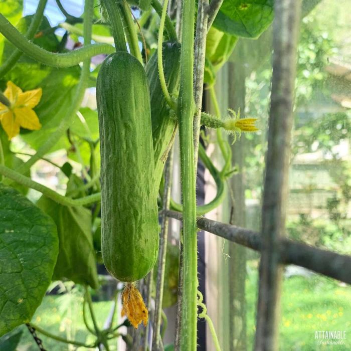 How much water does a cucumber plant need