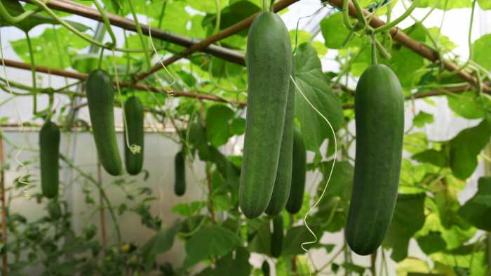 How much water does a cucumber plant need