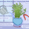 How Much Water Should a Bamboo Plant Have?