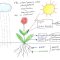 How Does Water Help Plants Grow?