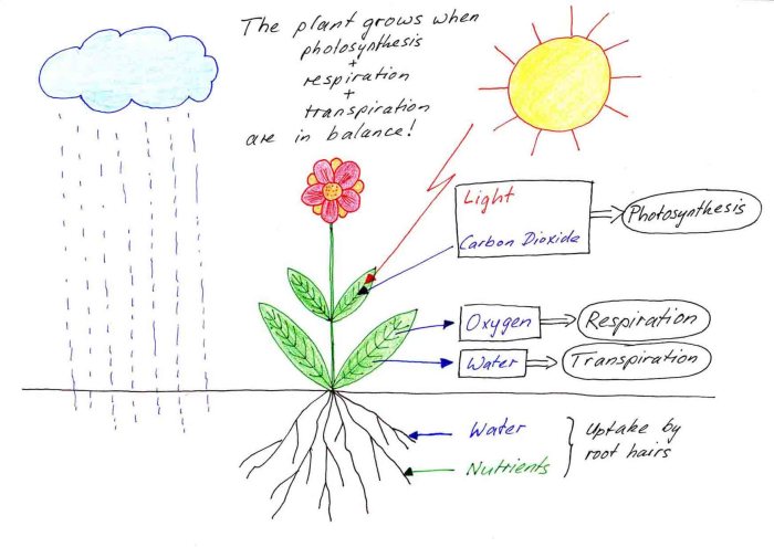 How dose water help plants grow